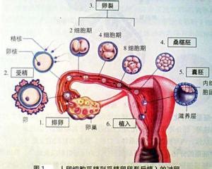 受孕|生殖过程